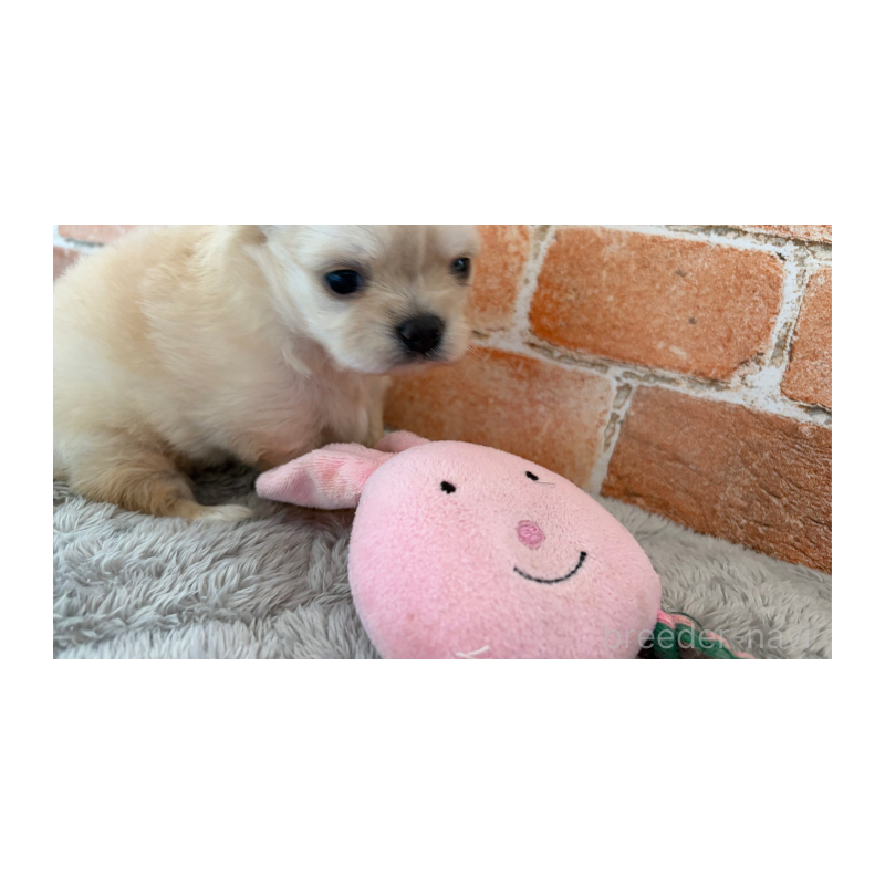 販売中の埼玉県のチワワ(ロングコート)-424694の3枚目