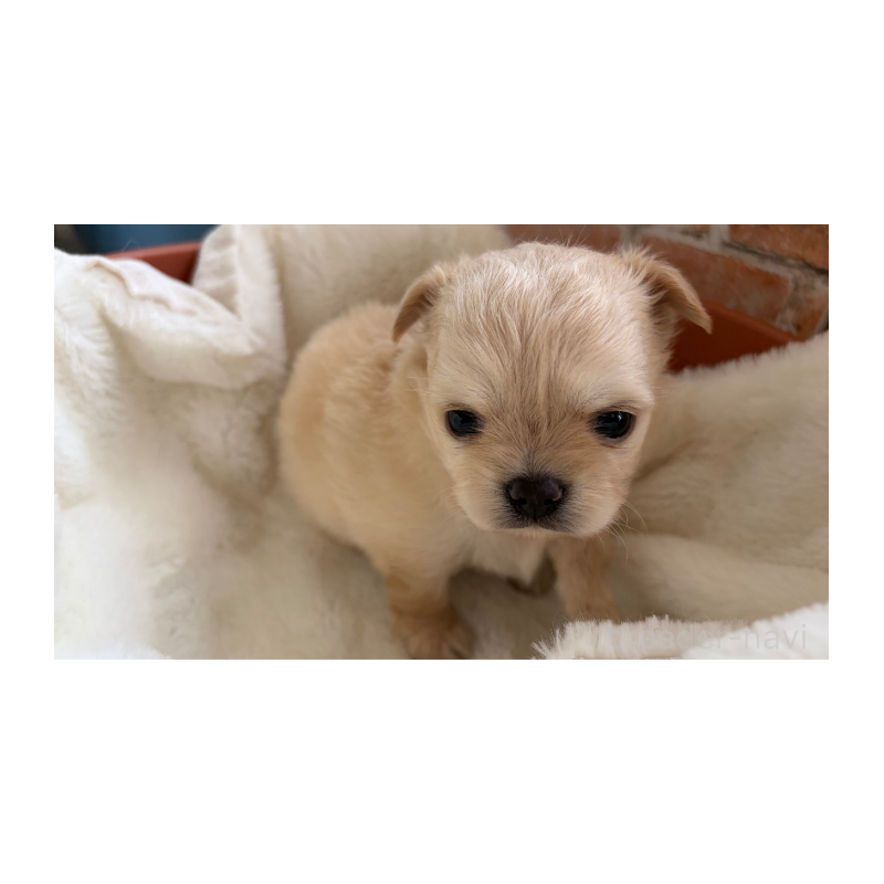 販売中の埼玉県のチワワ(ロングコート)-424694の2枚目