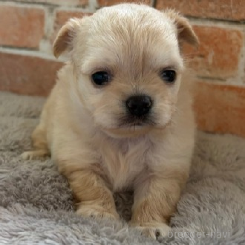 販売中の埼玉県のチワワ(ロングコート)-424694