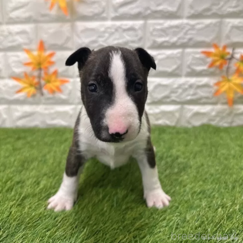 販売中の愛知県のミニチュアブルテリア-424696