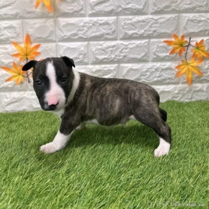 販売中の愛知県のミニチュアブルテリア-424696の5枚目