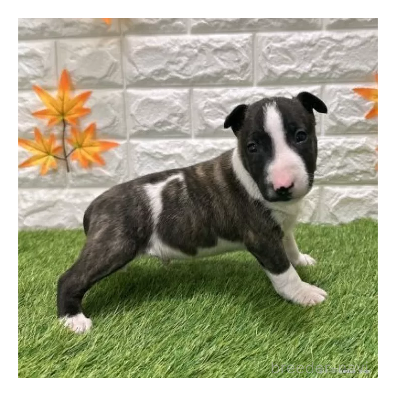 販売中の愛知県のミニチュアブルテリア-424696の4枚目