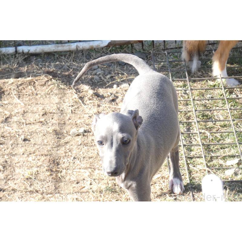 販売中の熊本県のイタリアングレーハウンド(イタグレ)-419262の6枚目