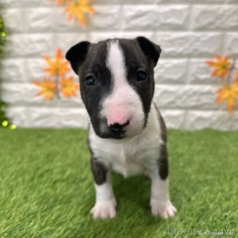 販売中の愛知県のミニチュアブルテリア-424696の3枚目