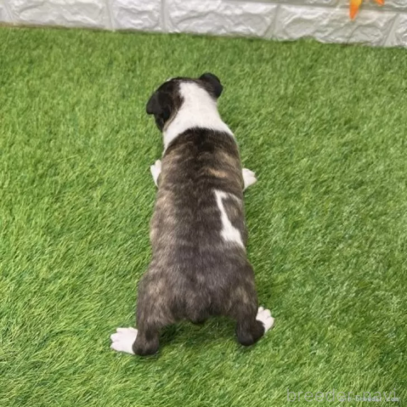 販売中の愛知県のミニチュアブルテリア-424696の2枚目