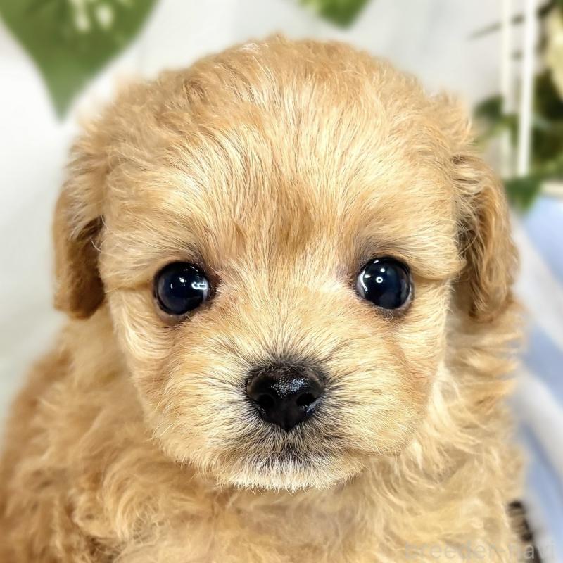 販売中の滋賀県のチワプー:チワワ×トイプードル-424697の1枚目