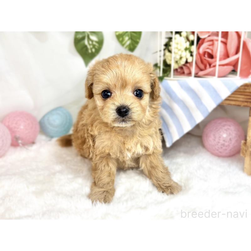 販売中の滋賀県のチワプー:チワワ×トイプードル-424697の4枚目