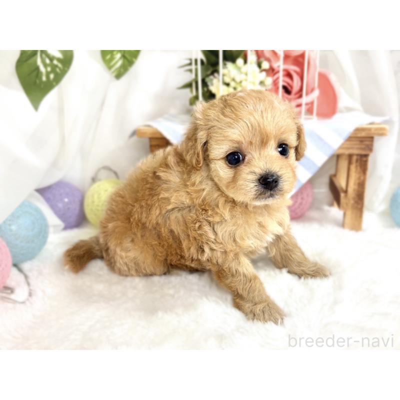 販売中の滋賀県のチワプー:チワワ×トイプードル-424697の3枚目