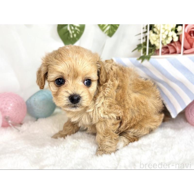 販売中の滋賀県のチワプー:チワワ×トイプードル-424697の2枚目