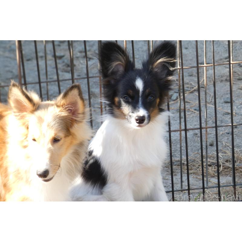 販売中の熊本県のパピヨン-398111の10枚目