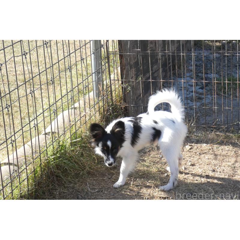 販売中の熊本県のパピヨン-398111の9枚目