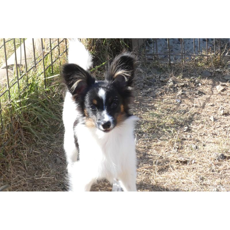 販売中の熊本県のパピヨン-398111の8枚目