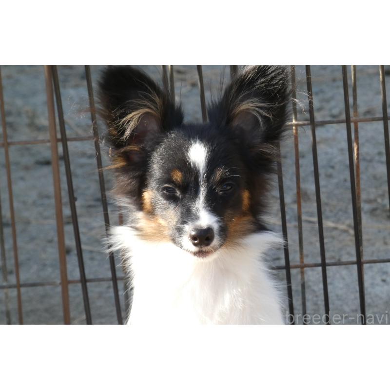 販売中の熊本県のパピヨン-398112の7枚目