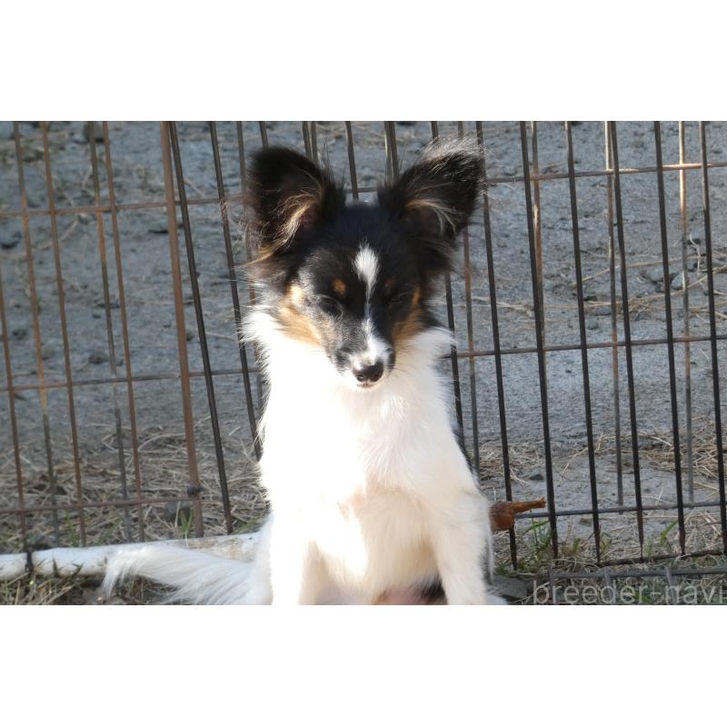 販売中の熊本県のパピヨン-398112の6枚目