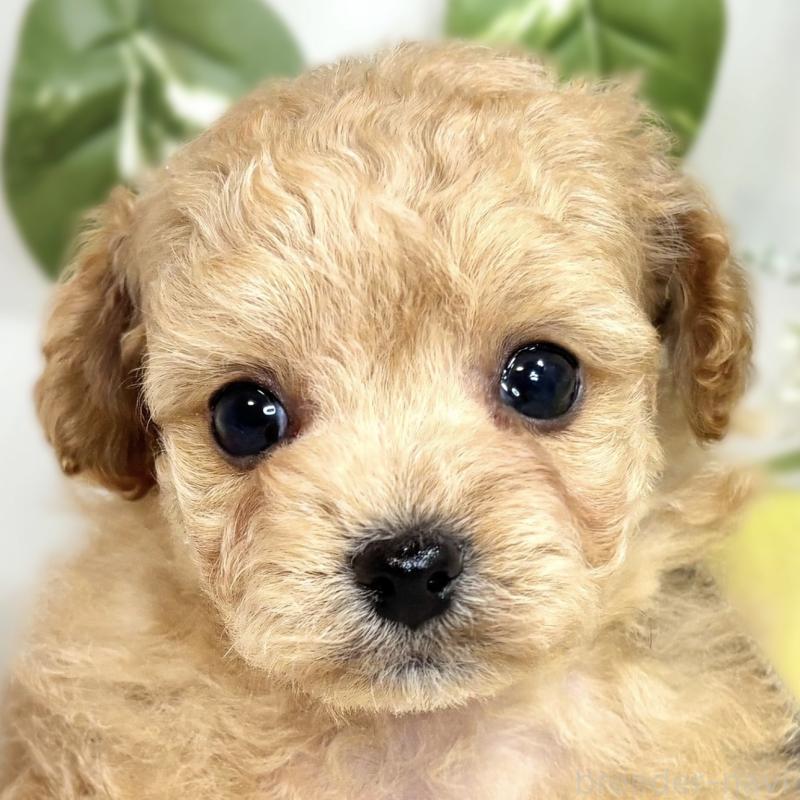 販売中の滋賀県のチワプー:チワワ×トイプードル-424699の1枚目