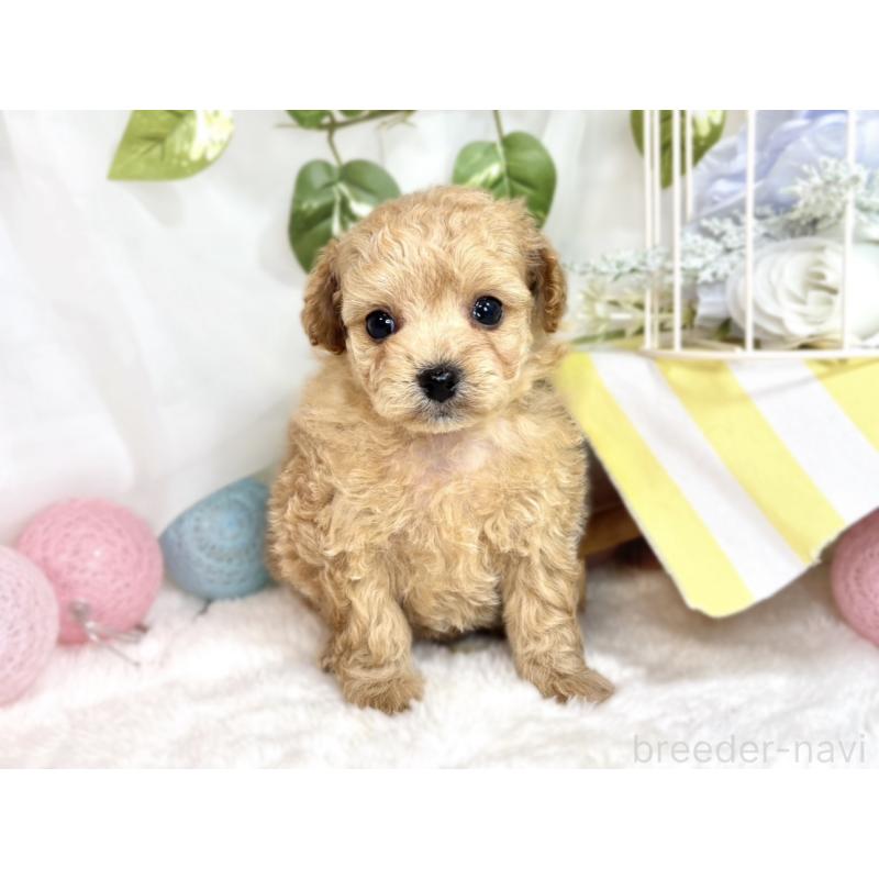 販売中の滋賀県のチワプー:チワワ×トイプードル-424699の4枚目