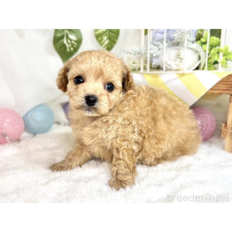 販売中の滋賀県のチワプー:チワワ×トイプードル-424699の3枚目