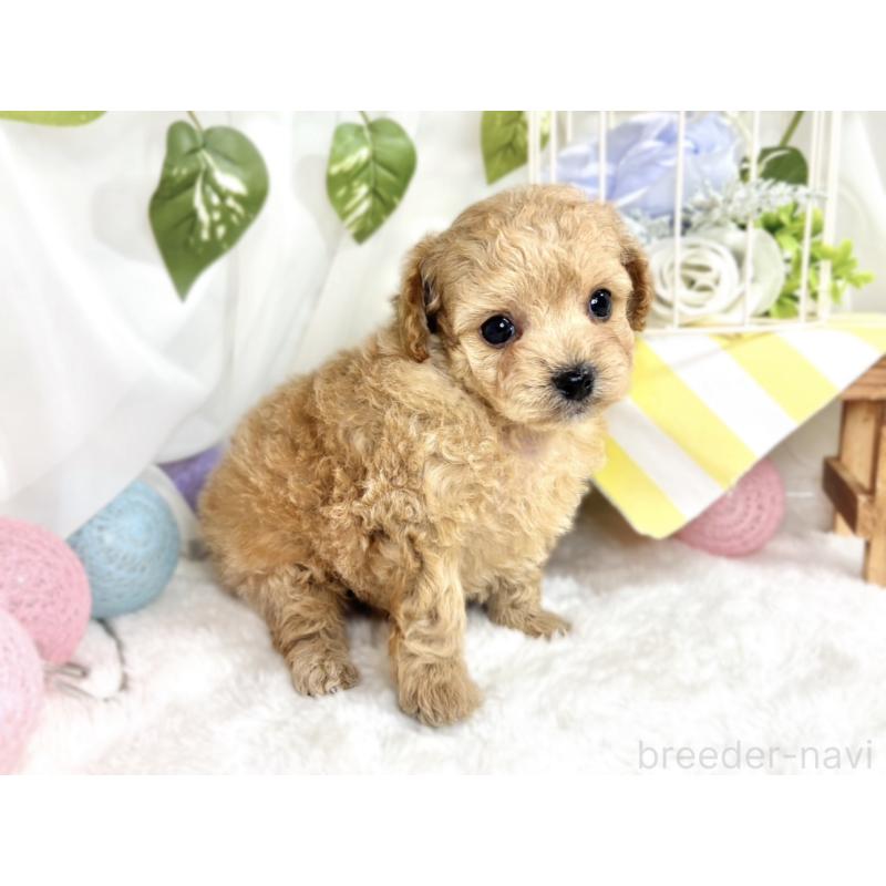 販売中の滋賀県のチワプー:チワワ×トイプードル-424699の2枚目