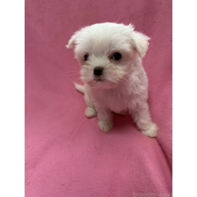 販売中の茨城県のチワマル:チワワ×マルチーズ-424698の4枚目