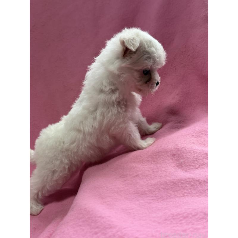 販売中の茨城県のチワマル:チワワ×マルチーズ-424698の3枚目