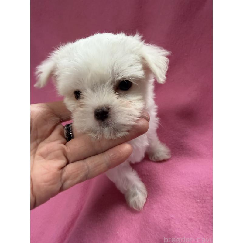 販売中の茨城県のチワマル:チワワ×マルチーズ-424698の2枚目