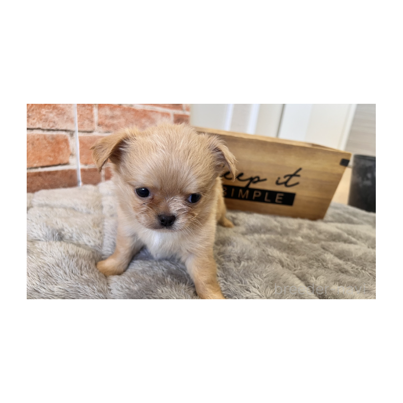 販売中の埼玉県のチワワ(ロングコート)-424700の10枚目