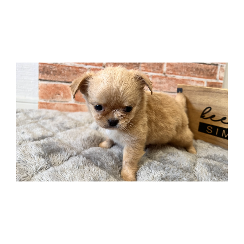 販売中の埼玉県のチワワ(ロングコート)-424700の9枚目