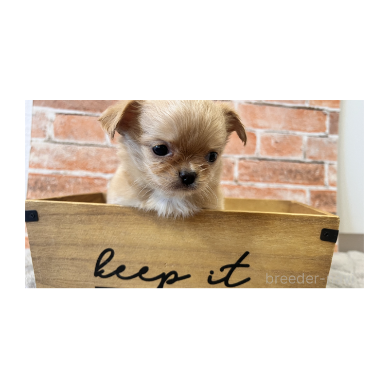 販売中の埼玉県のチワワ(ロングコート)-424700の8枚目