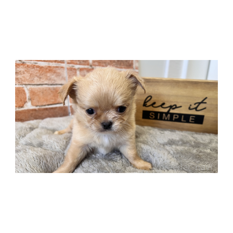 販売中の埼玉県のチワワ(ロングコート)-424700の7枚目