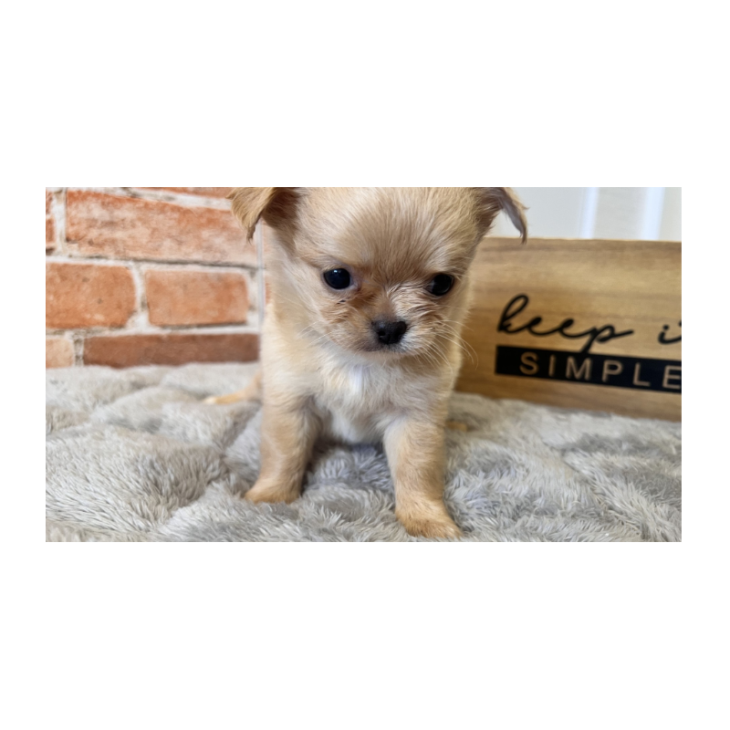 販売中の埼玉県のチワワ(ロングコート)-424700の6枚目