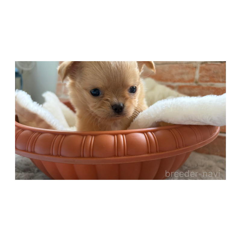 販売中の埼玉県のチワワ(ロングコート)-424700の5枚目