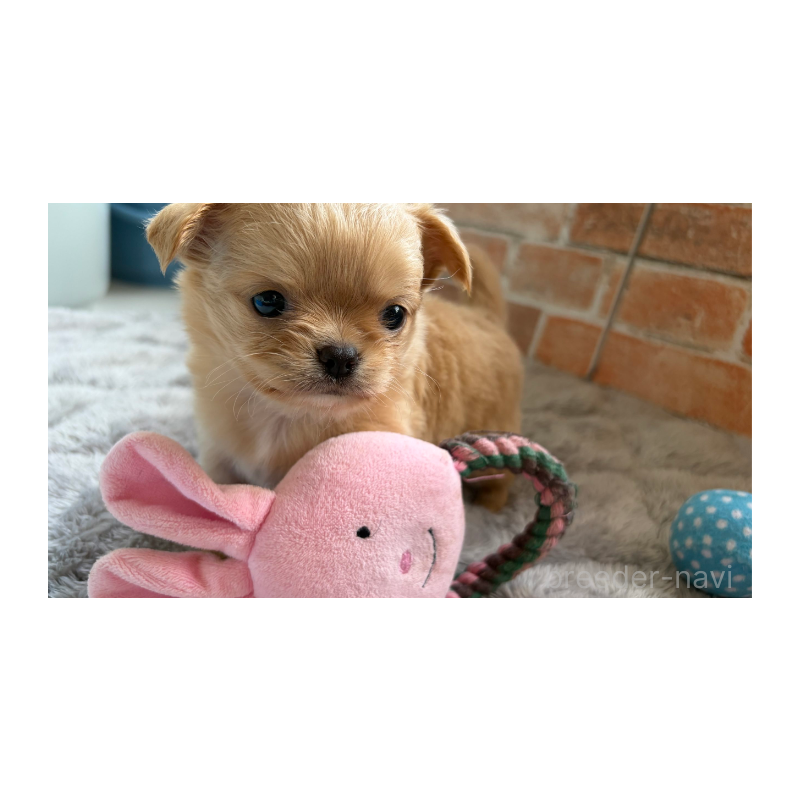 販売中の埼玉県のチワワ(ロングコート)-424700の4枚目