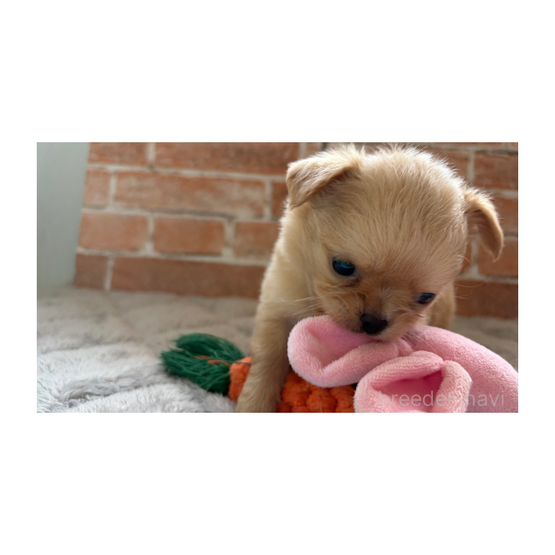 販売中の埼玉県のチワワ(ロングコート)-424700の3枚目