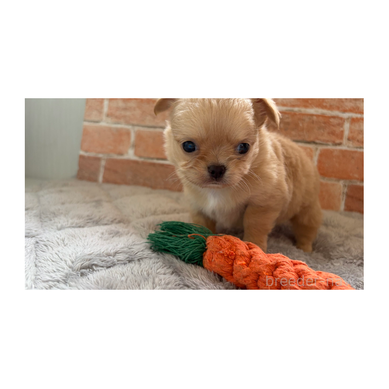 販売中の埼玉県のチワワ(ロングコート)-424700の2枚目