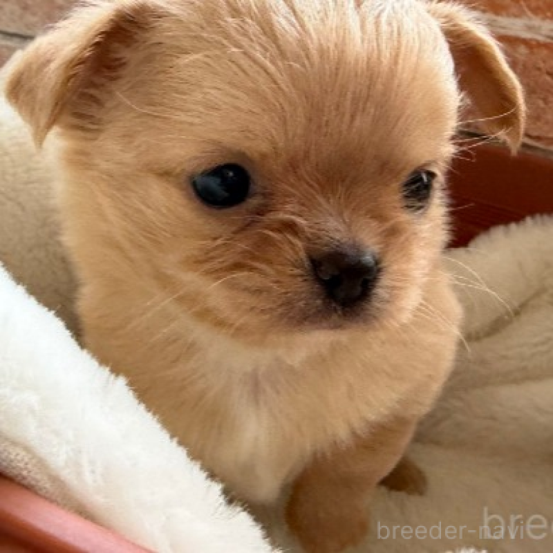 販売中の埼玉県のチワワ(ロングコート)-424700