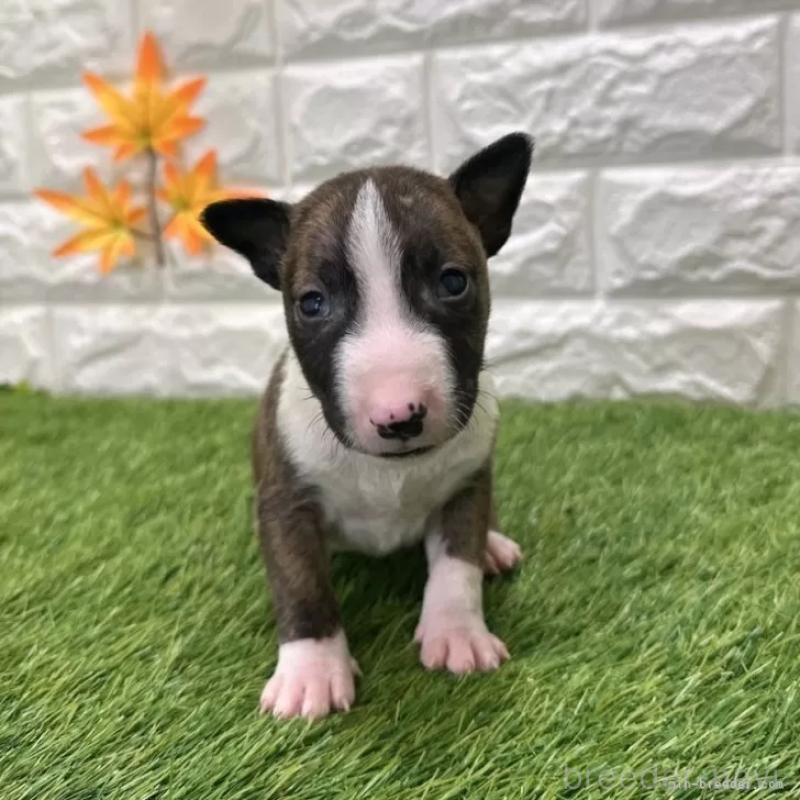販売中の愛知県のミニチュアブルテリア-424701