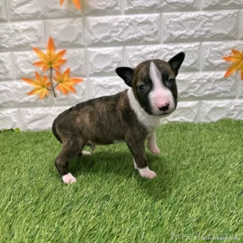 販売中の愛知県のミニチュアブルテリア-424701の5枚目