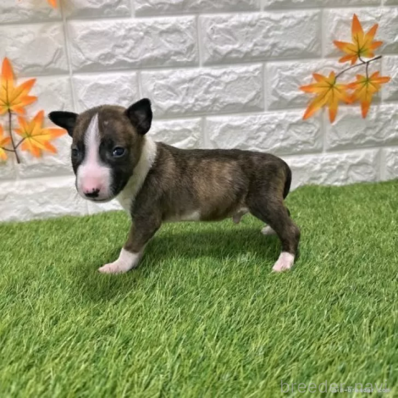 販売中の愛知県のミニチュアブルテリア-424701の4枚目