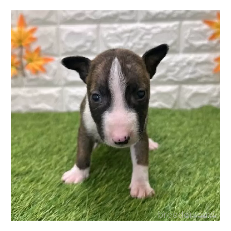 販売中の愛知県のミニチュアブルテリア-424701の3枚目