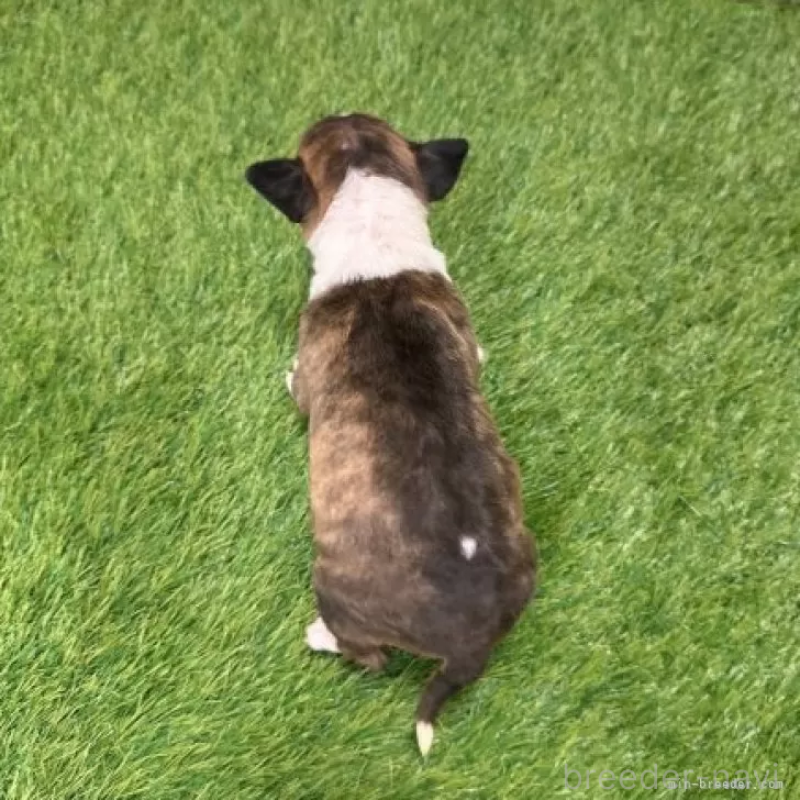 販売中の愛知県のミニチュアブルテリア-424701の2枚目