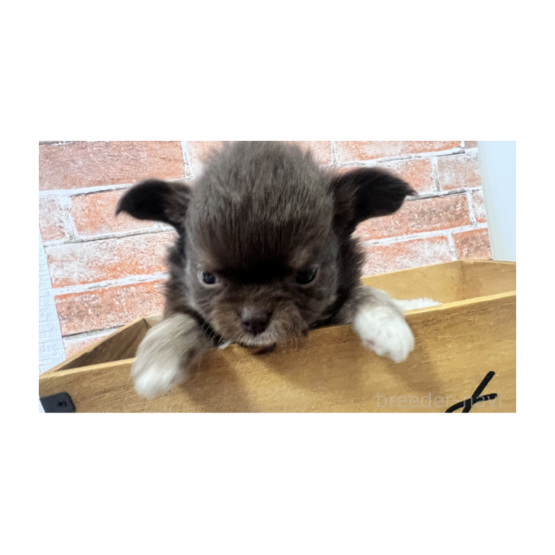 販売中の埼玉県のチワワ(ロングコート)-424702の9枚目