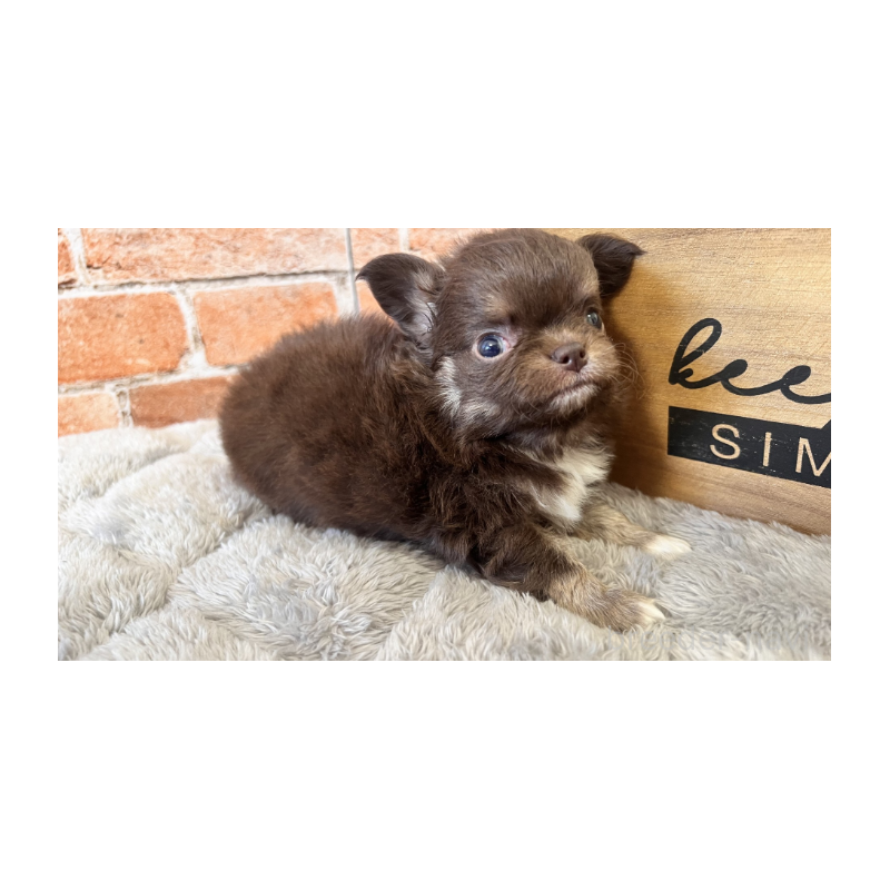 販売中の埼玉県のチワワ(ロングコート)-424702の8枚目