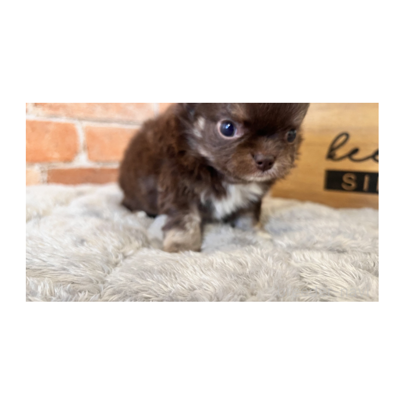 販売中の埼玉県のチワワ(ロングコート)-424702の7枚目