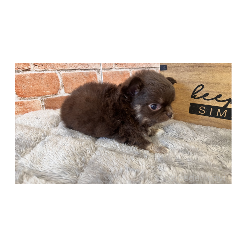 販売中の埼玉県のチワワ(ロングコート)-424702の6枚目