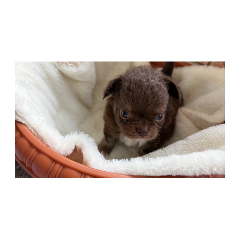 販売中の埼玉県のチワワ(ロングコート)-424702の5枚目