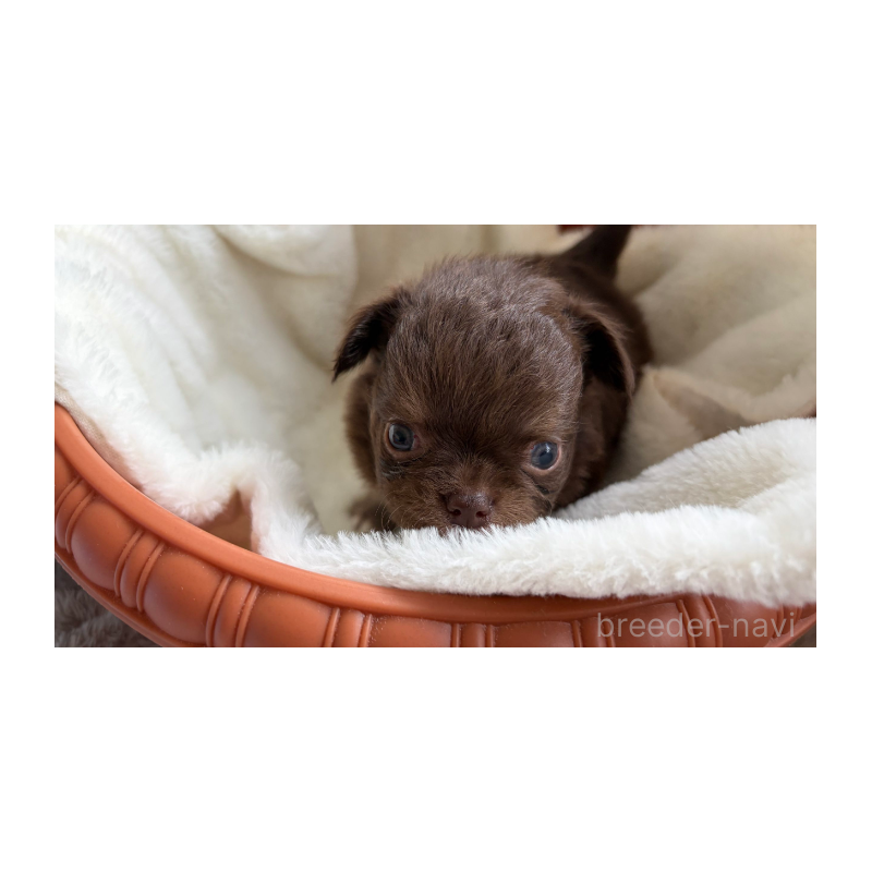 販売中の埼玉県のチワワ(ロングコート)-424702の3枚目