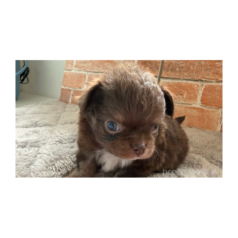 販売中の埼玉県のチワワ(ロングコート)-424702の2枚目