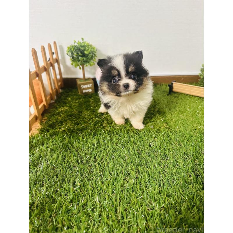 販売中の群馬県のミックス犬-424707の5枚目