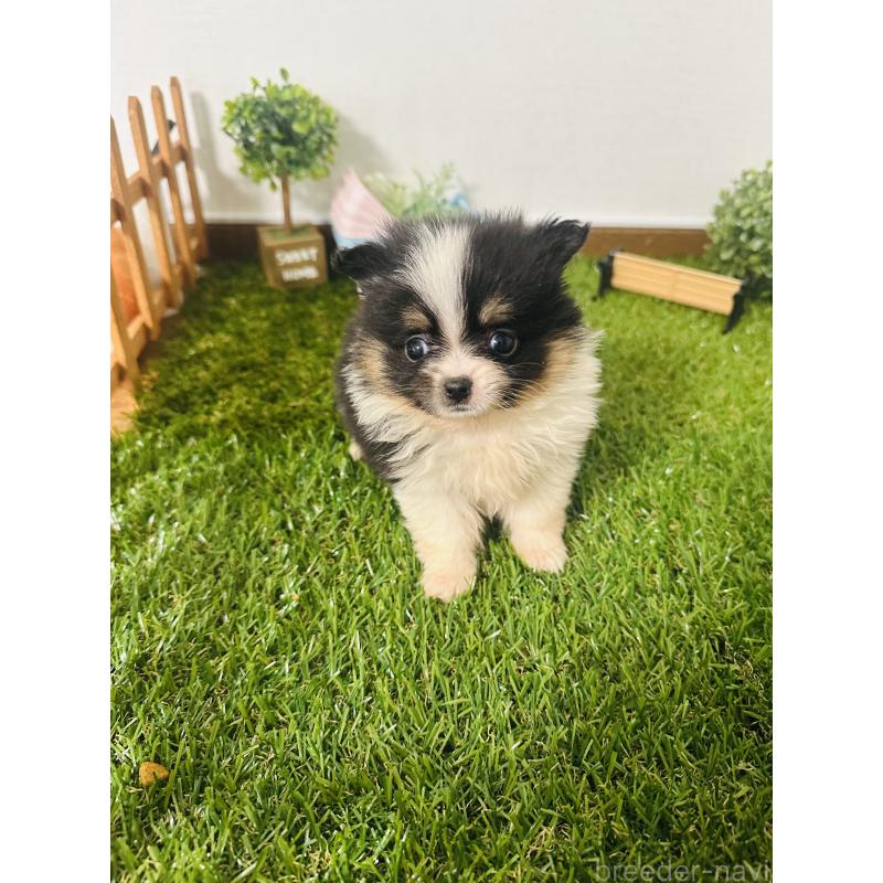 販売中の群馬県のミックス犬-424707の4枚目