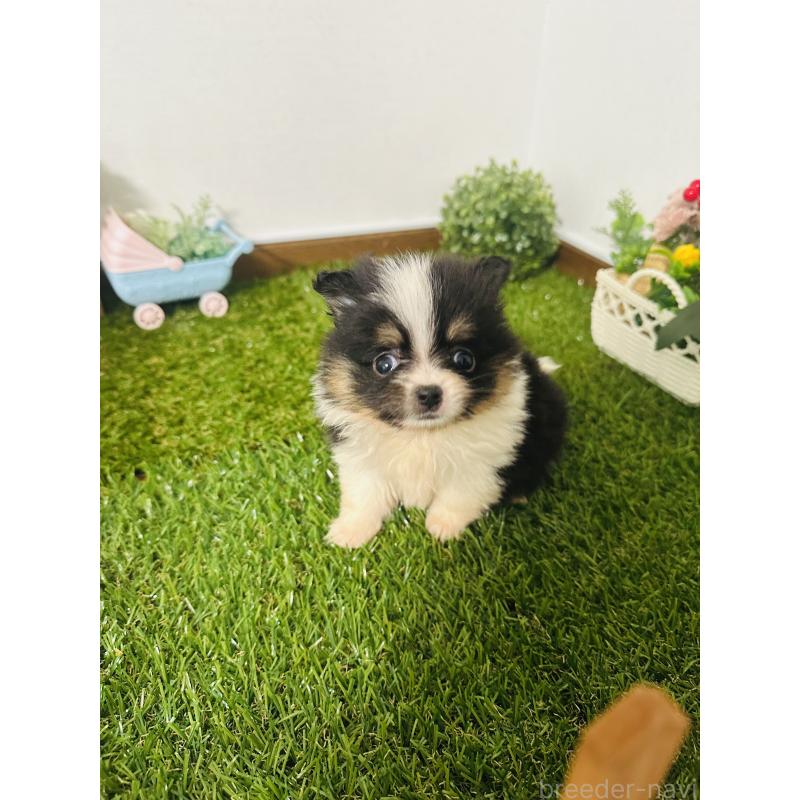 販売中の群馬県のミックス犬-424707の3枚目